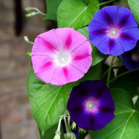 Semillas de ipomoea tricolor early call