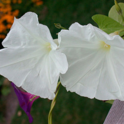 morning glory semillas