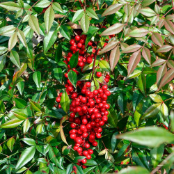 semillas de nandina domestica