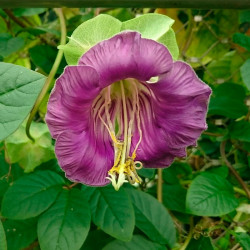 cobaea scandens semillas