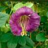 cobaea scandens semillas