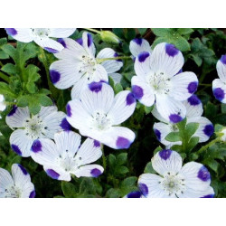 Nemophila cinco gotas