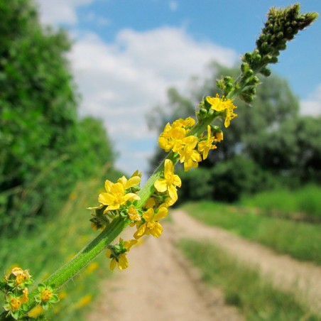 agrimonia eupatoria semillas