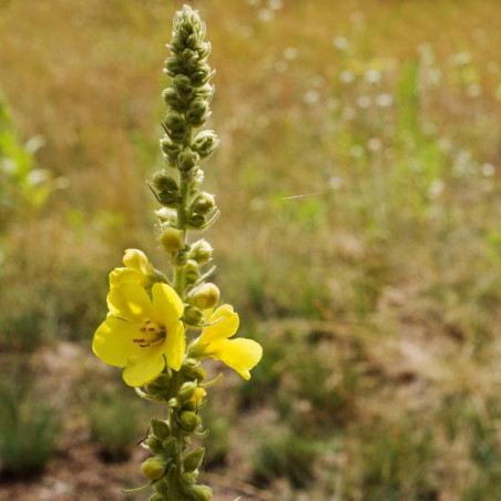 verbascum thapsus comprar semillas