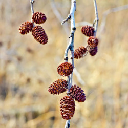 alnus glutinosa semillas