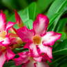 semillas de adenium obesum