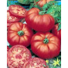 Tomate Marmande