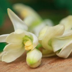 flores de moringa oleifera