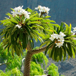 semillas de pachypodium lamerei