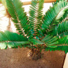 semillas de zamia furfuracea