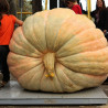 calabaza atlantic giant semillas