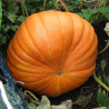 semillas de calabaza gigante