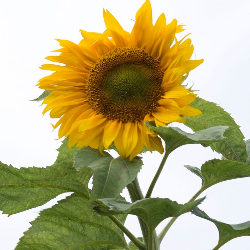 semillas girasol gigante de mongolia