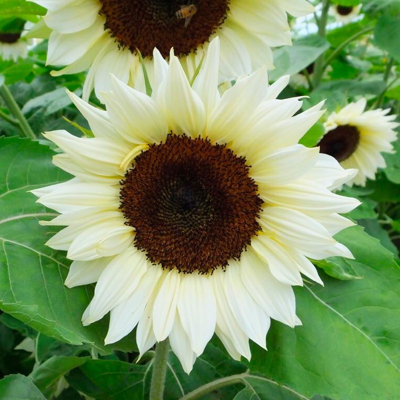 semillas de girasol blanco