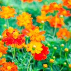 flores de cosmos sulphureus naranja