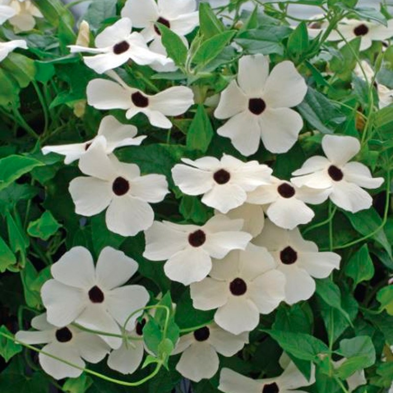 semillas de thunbergia alata blanca