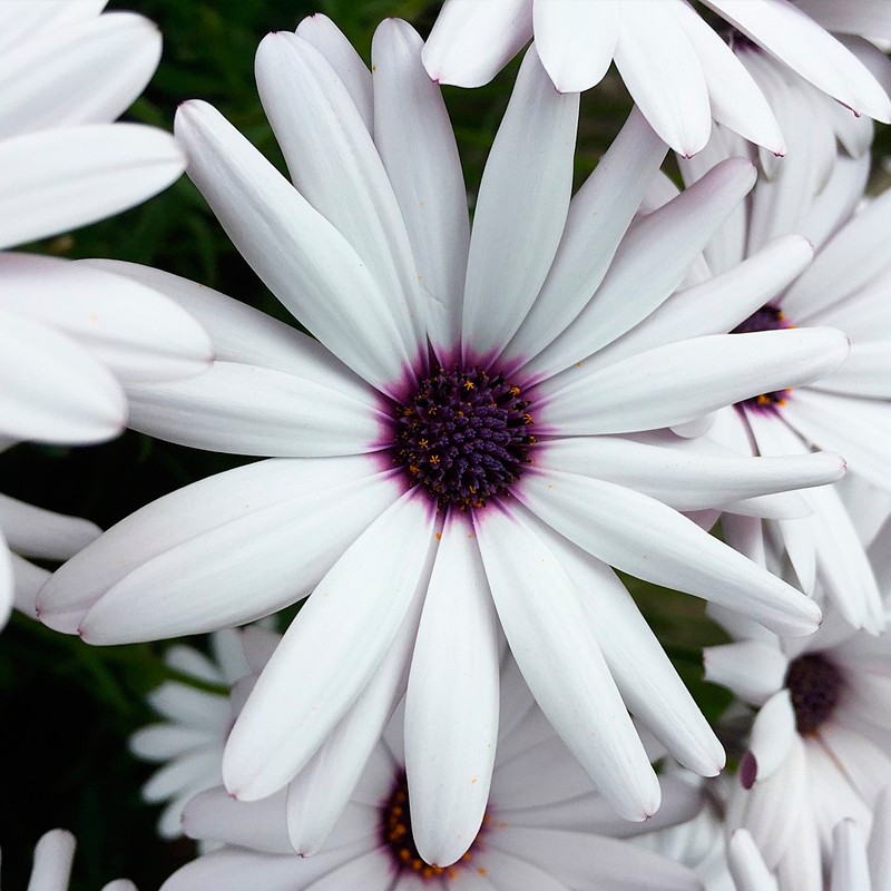 semillas de Osteospermum ecklonis