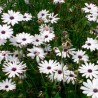 Flores de Osteospermum ecklonis