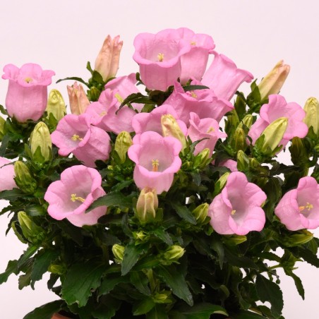 semillas de campanula medium rosa