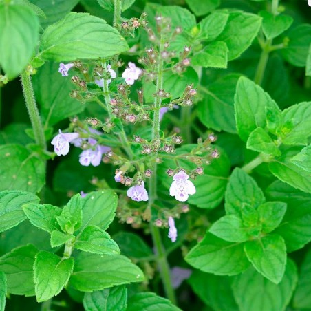 semillas de calamintha nepeta