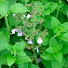 semillas de calamintha nepeta