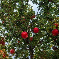 sembrar arbol de granado desde semilla