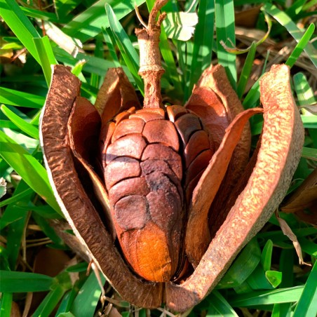 capsula de semillas de caoba