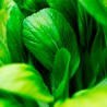 brotes semillas pak choi