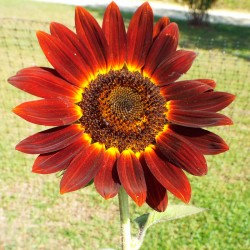 Girasol Velvet Queen - 20 semillas