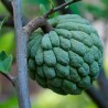 annona squamosa semillas fruto