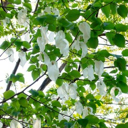 davidia involucrata semillas