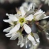 Amelanchier canadensis semillas