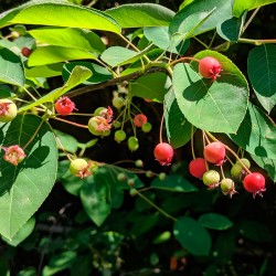 frutos Amelanchier canadensis