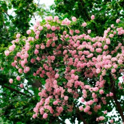 arbol pompom pompones semillas