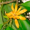 flor magnolia champak semillas