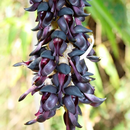 Mucuna pruriens semillas