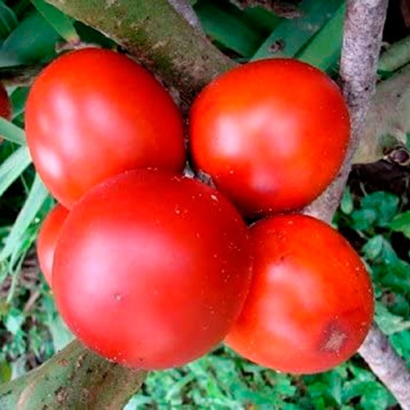 cocona roja semillas