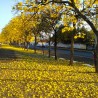 semillas Tabebuia chrysotricha