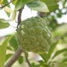 annona squamosa semillas