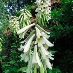 semillas lirio gigante del himalaya