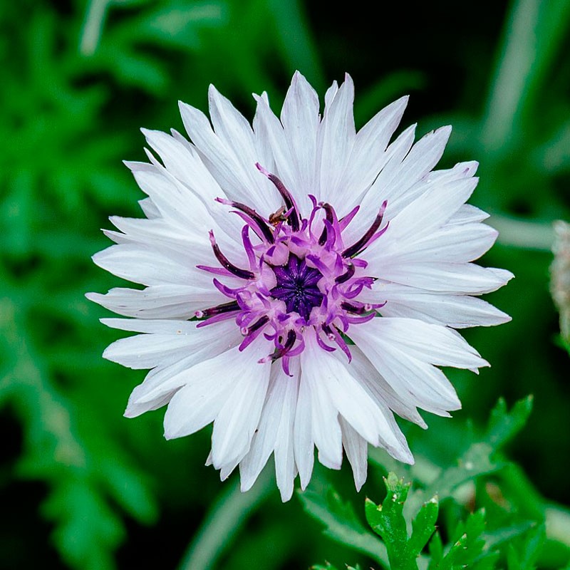 centaurea cyanus blanco semillas