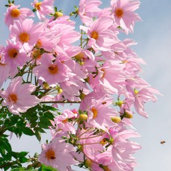 dahlia tree seeds