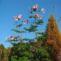 semillas de dahlia catalina