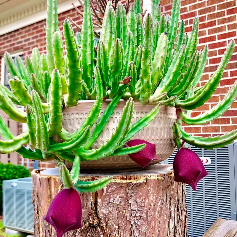 Stapelia leendertziae semillas