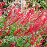 Salvia piña planta