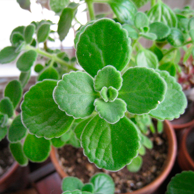 oregano cubano planta