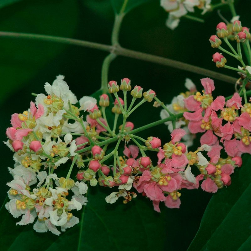 ayahuasca planta