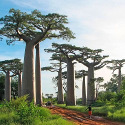 Adansonia grandidieri semillas