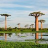 avenida baobabs madagascar