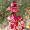 atriplex hortensis semillas